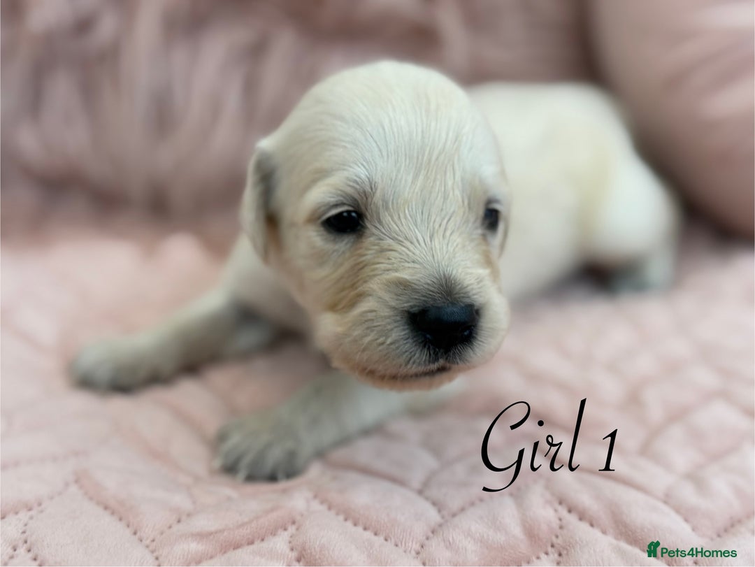 Golden Retriever dogs for sale: Beautiful GR Puppies – No Expense Spared! - Image 12