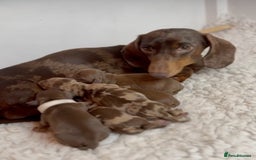 Miniature Dachshund dogs for sale: Sweet Chocolate miniature Dapples!! - Image 6