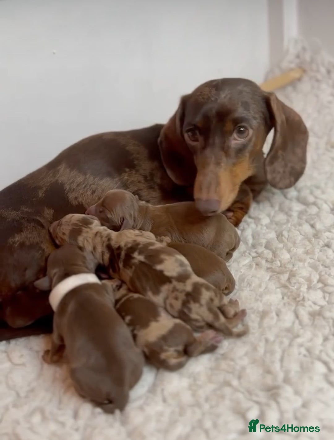 Miniature Dachshund dogs for sale: Sweet Chocolate miniature Dapples!! - Image 6