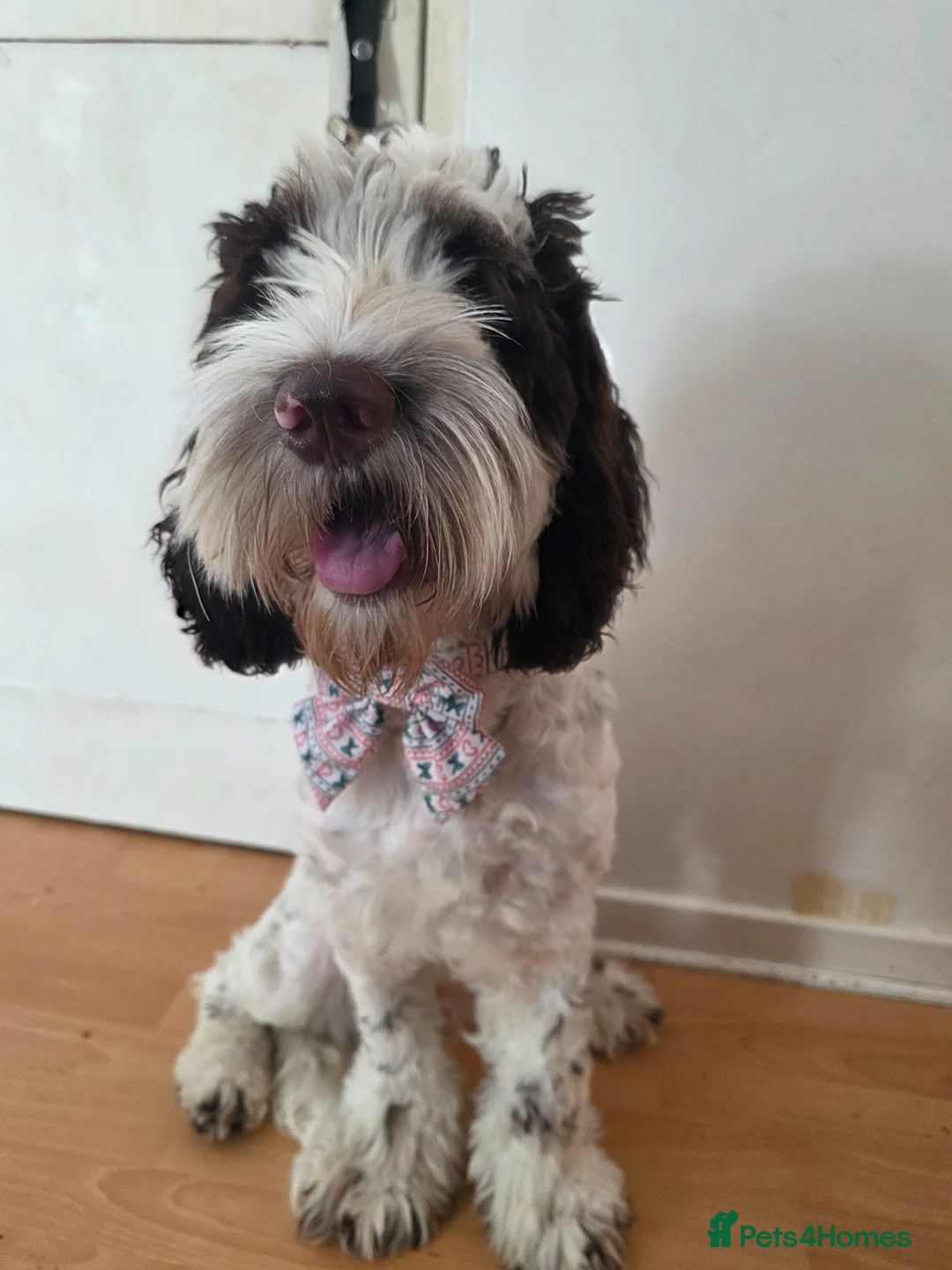 Cockapoo dogs for sale: 1 year old Cockapoo looking for new 🏡 - Advert 5