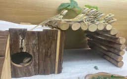 Bearded Dragon reptiles for sale: Hypo Baby Bearded Dragons - Image 2