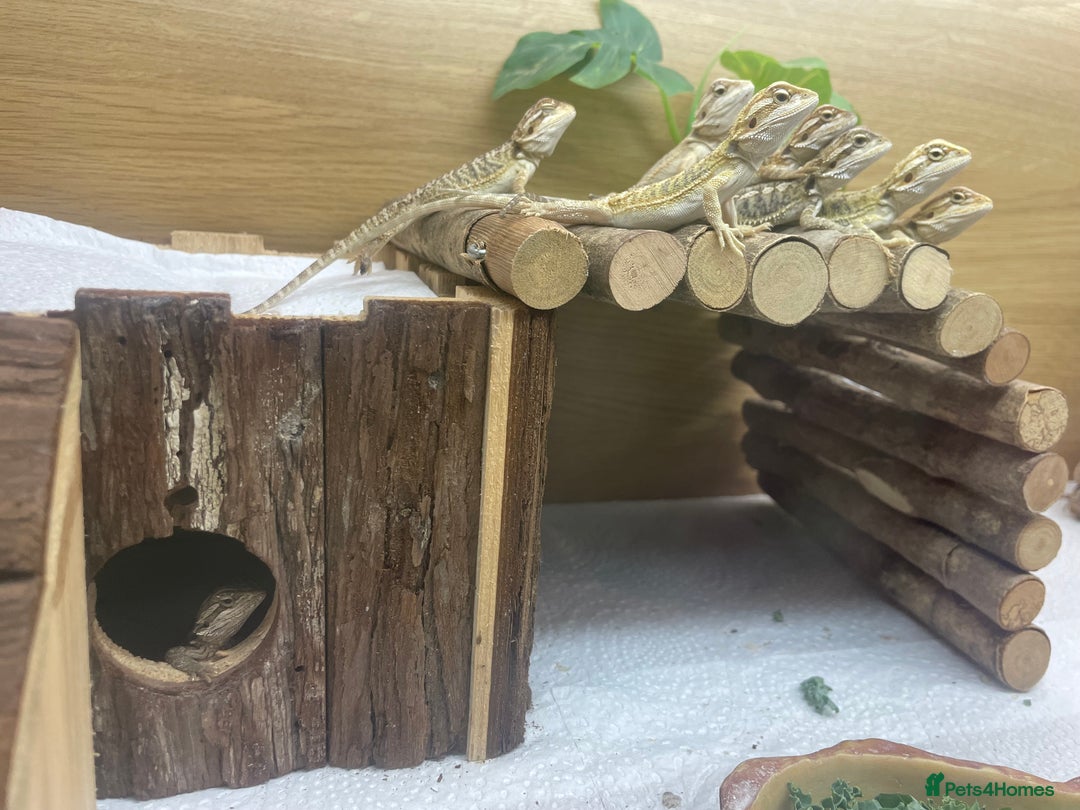 Bearded Dragon reptiles for sale: Hypo Baby Bearded Dragons - Image 2
