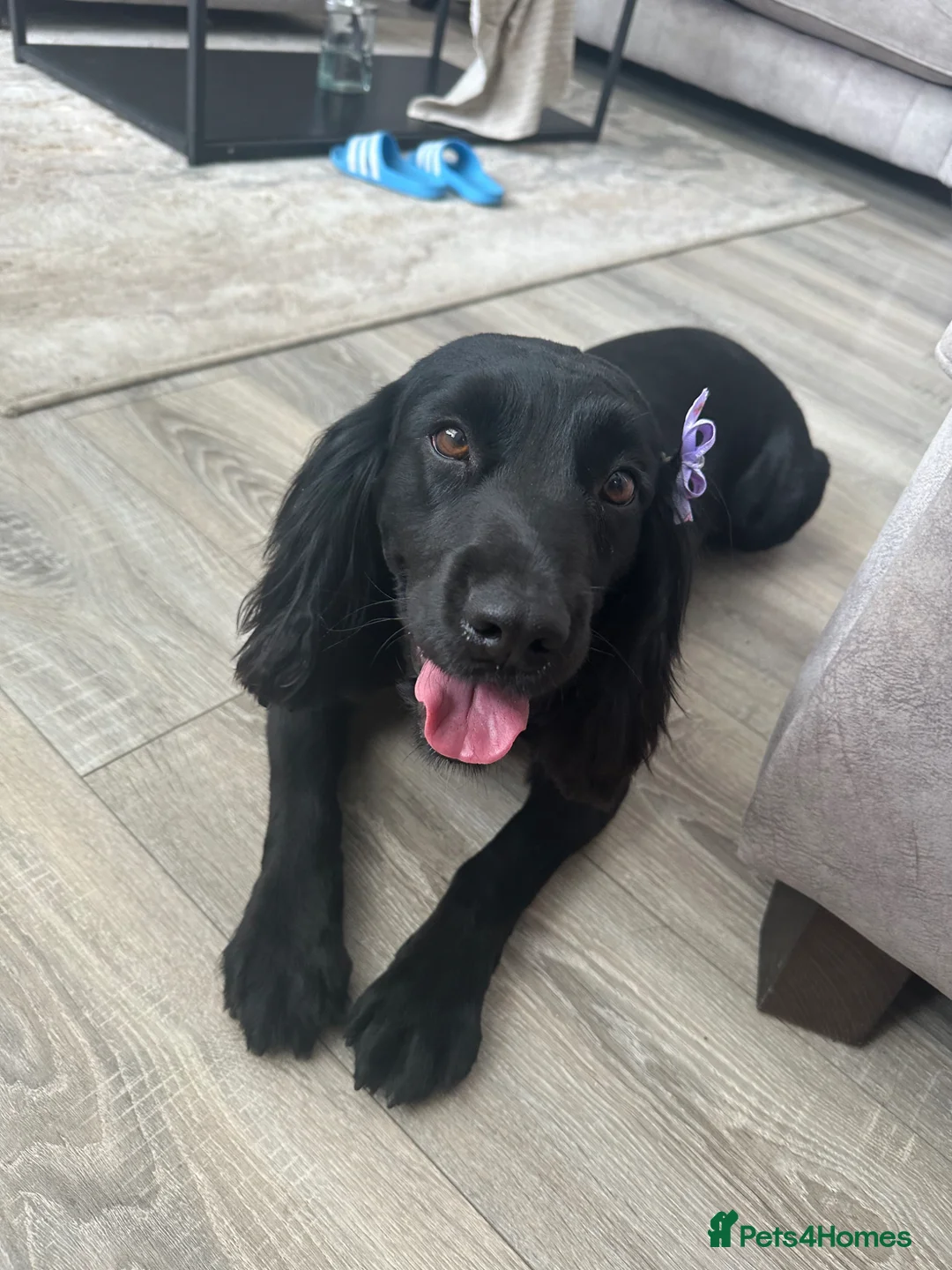 Cocker Spaniel dogs for sale: Cocker spaniel puppies 🐶  - Advert 11