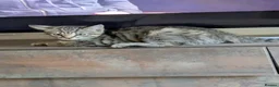Bengal cats for sale: Bengal x American Mainecoon Kittens - READY TO GO - Advert 3