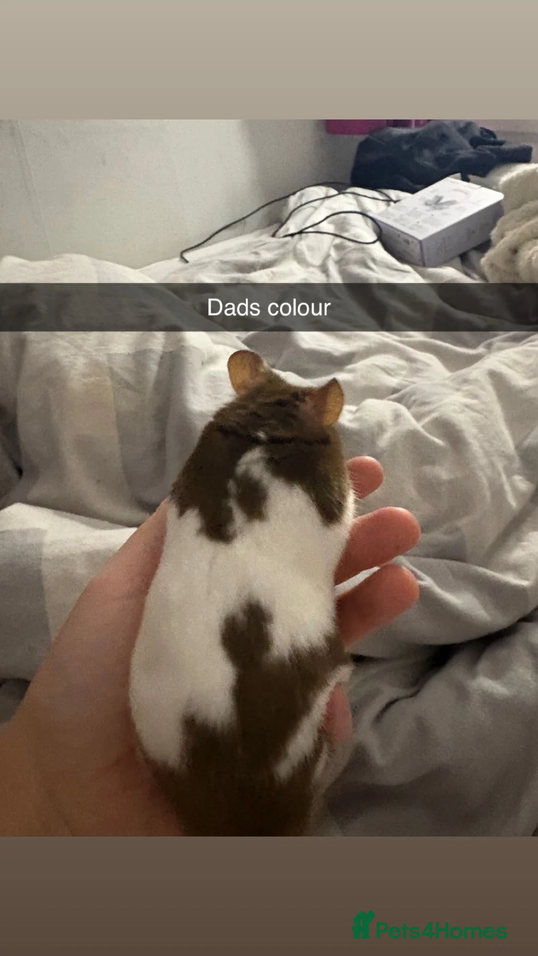 Hamster rodents for sale: Syrian hamster  in Telford - Advert 2