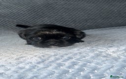 Shih Tzu dogs for sale: Pups for sale - Image 4