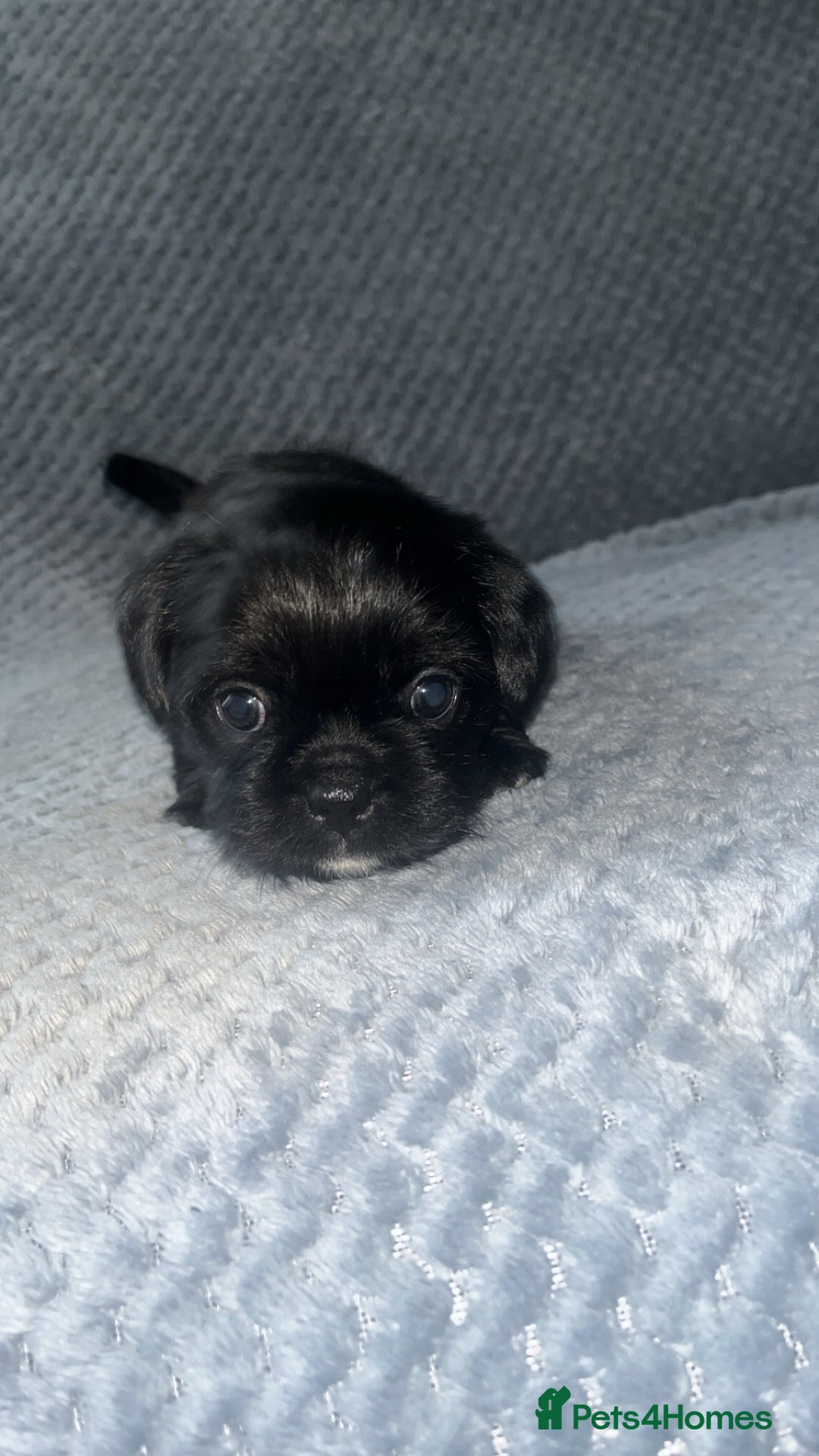 Shih Tzu dogs for sale: Pups for sale - Image 4
