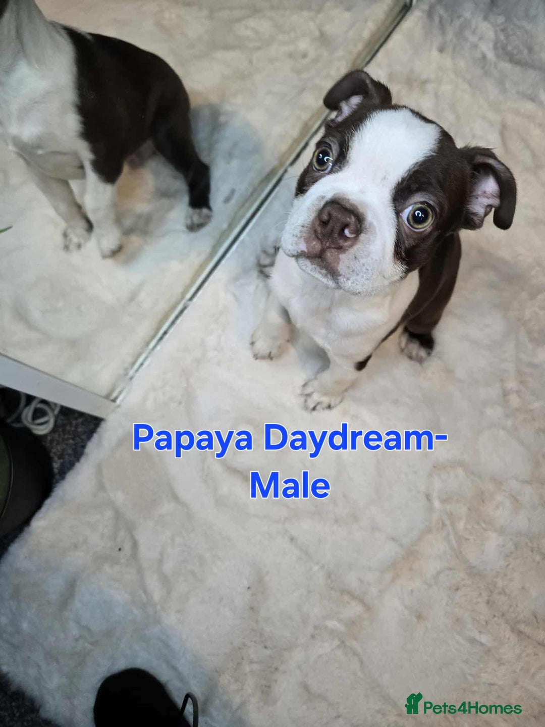 Boston Terrier dogs for sale: Beautiful Family Bostons  - Advert 5