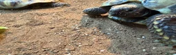 Hermann Tortoise reptiles for sale: Two male Herman tortoises  in Portsmouth - Advert 8