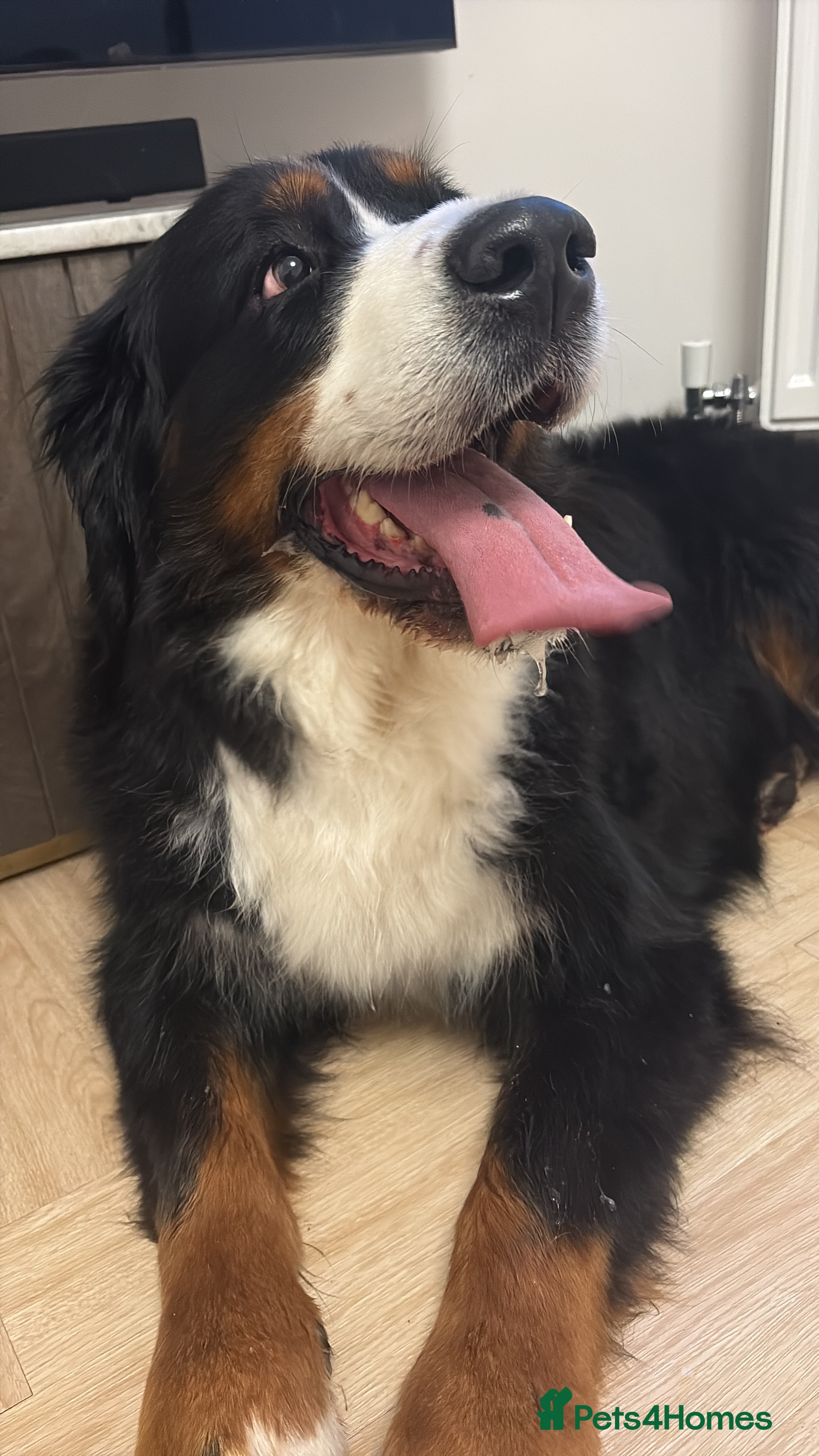 Bernese Mountain Dog dogs Gorgeous Bernese mountain dog female  - Advert 1