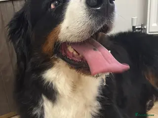 Bernese Mountain Dog dogs Gorgeous Bernese mountain dog female - Advert 1