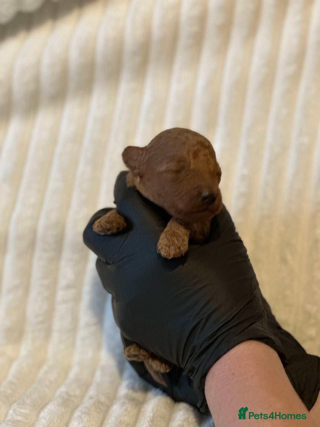 Toy Poodle dogs for sale: 2 TINY BOYS LEFT kc registered deep red toy poodle - Advert 31
