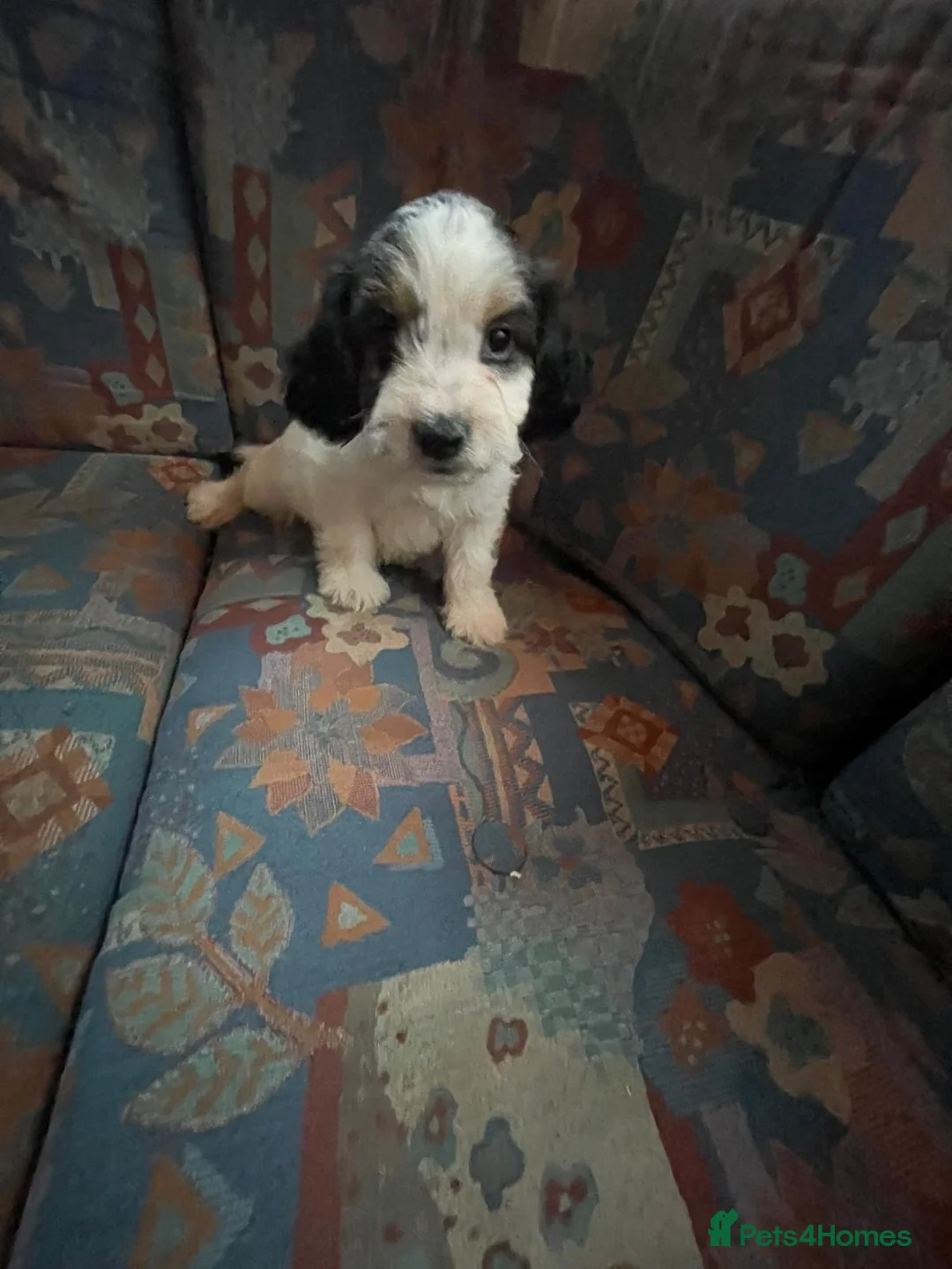 Cockapoo dogs for sale: Beautiful cockapoo puppies for sale in Sidcup - Advert 2