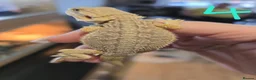 Bearded Dragon reptiles for sale: Baby bearded dragons - Advert 4