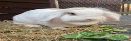 Mini Lop rabbits for sale: Adult Females + Males & Baby Male Rabbits  - Advert 6