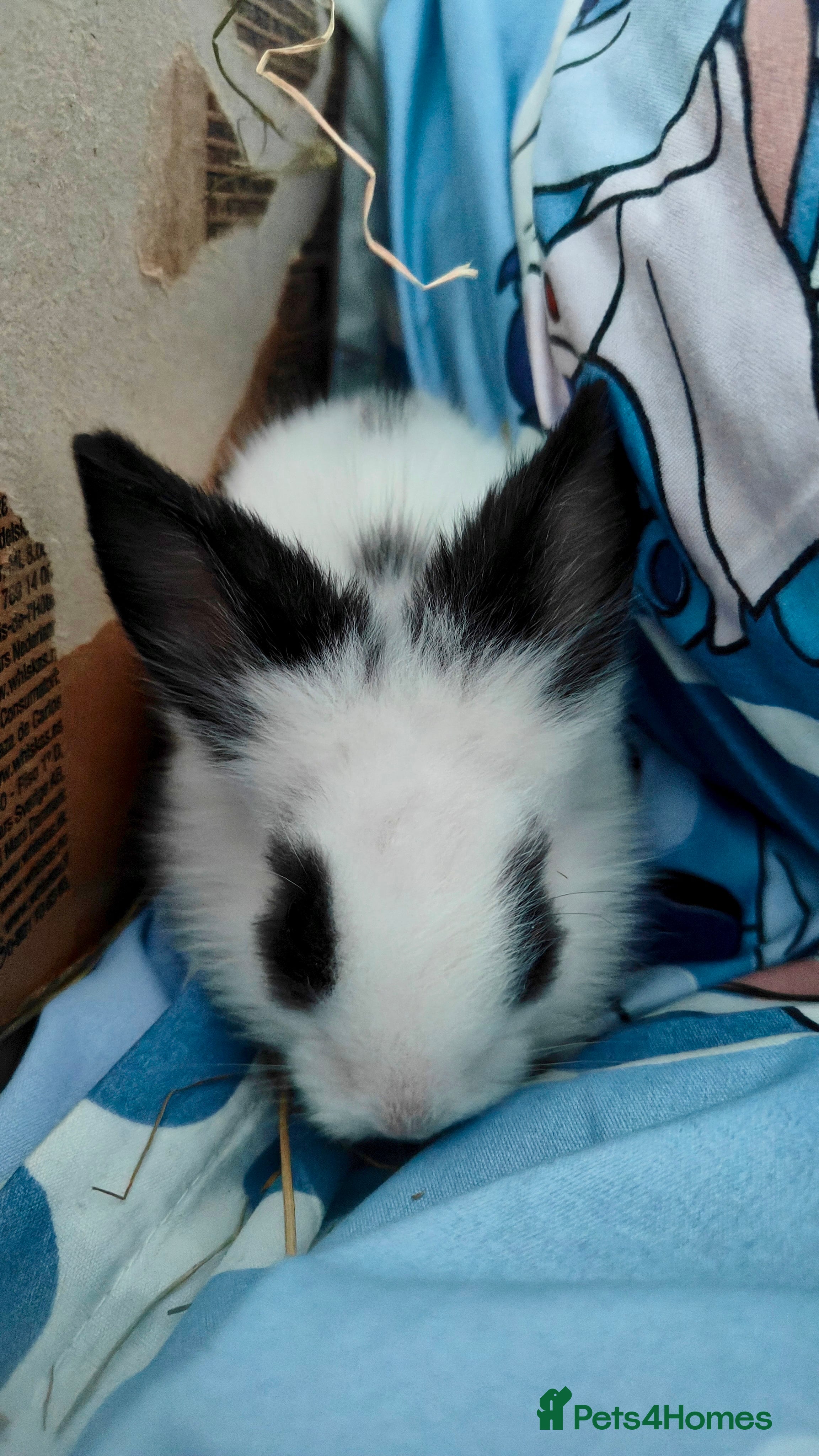 Lionhead rabbits Pedigree Lionhead Baby Rabbits Ready for New Homes - Advert 1