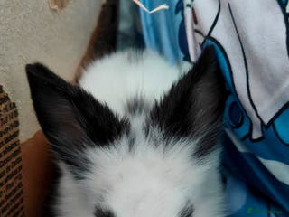 Lionhead rabbits Pedigree Lionhead Baby Rabbits Ready for New Homes - Advert 1