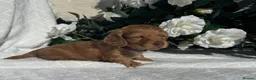 Miniature Dachshund dogs for sale: STUNNING KC LONG HAIRED MINIATURE DACHSHUND PUPS💕 - Advert 31