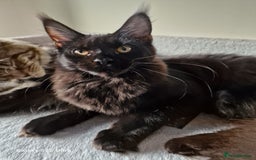 Maine Coon cats for sale: Studing solid black females🎀🐈‍⬛ - Image 2