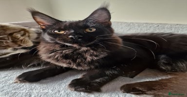 Maine Coon cats - Advert 12