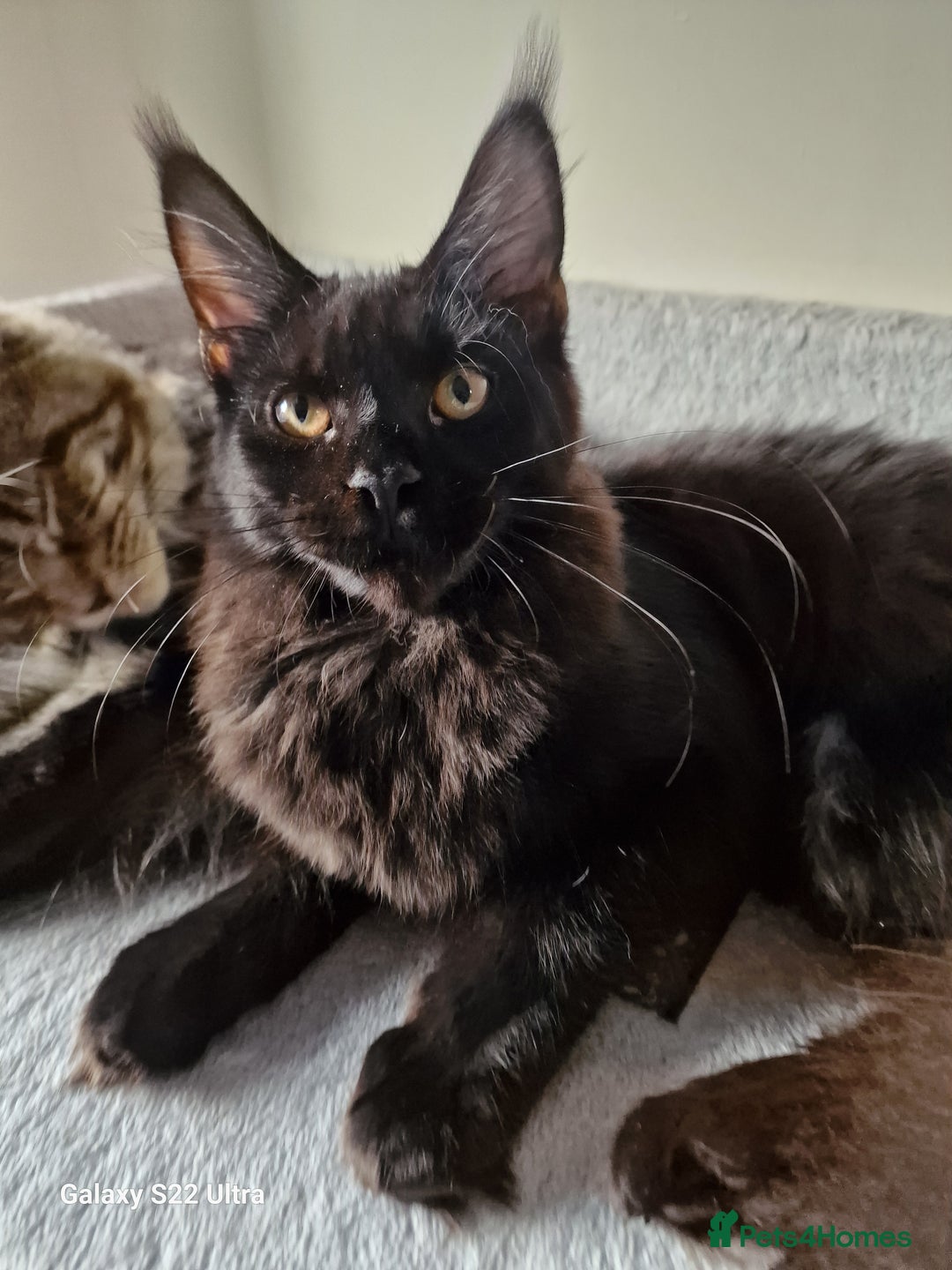 Maine Coon cats for sale: Studing solid black females🎀🐈‍⬛ - Image 2