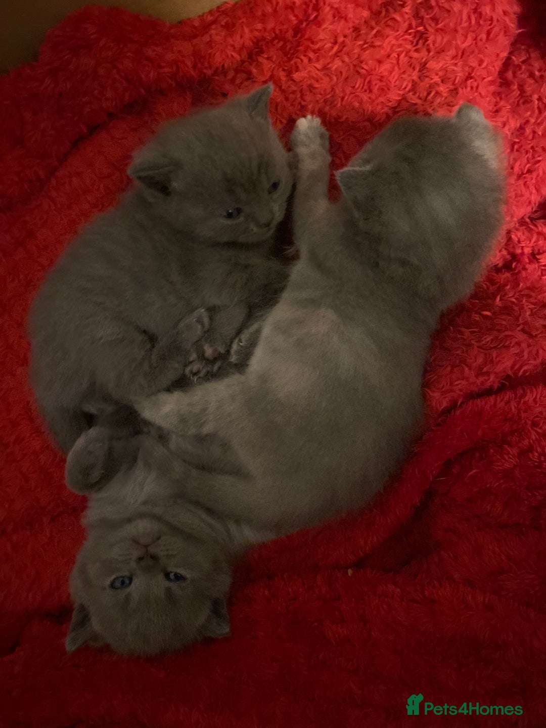 British Shorthair cats for sale: PEDIGREE BSH KITTENS READY TO FOR FOREVER HOMES  - Image 5