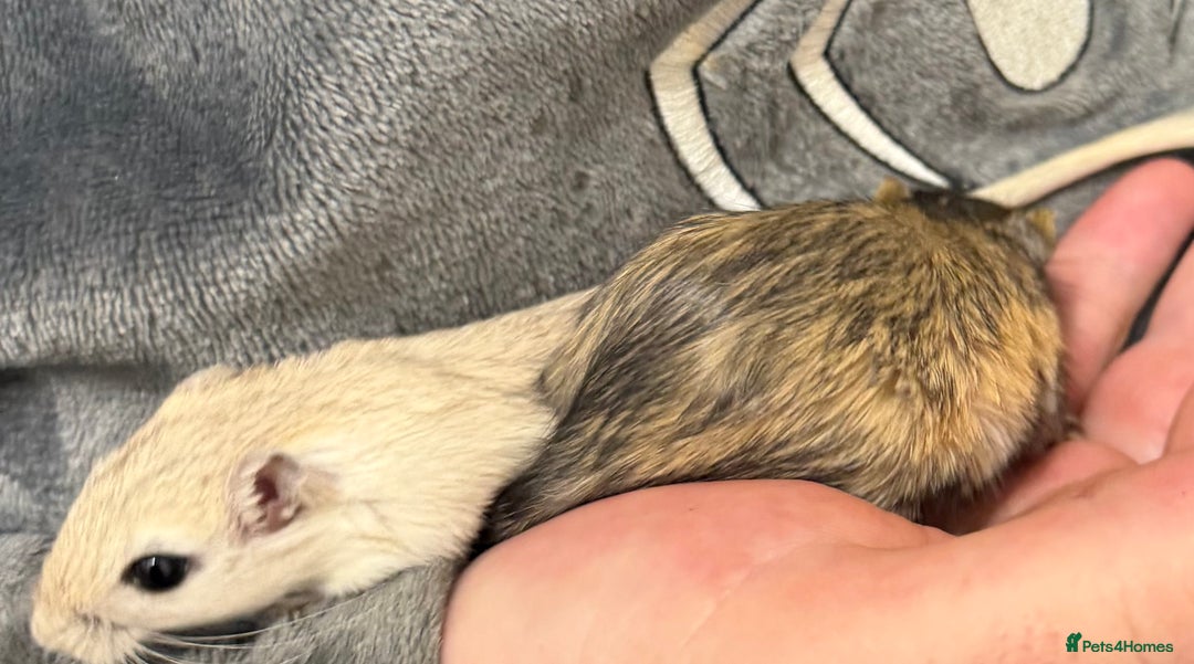 Gerbil rodents for sale: 2 bonded brothers hand tamed - Advert 2