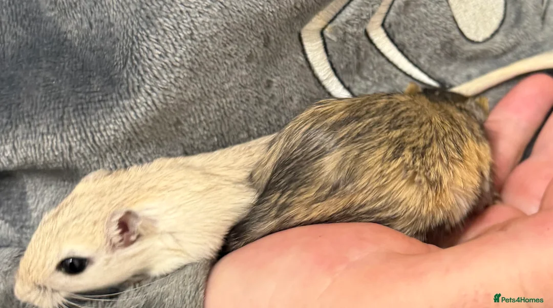 Gerbil rodents for sale: 2 bonded brothers hand tamed 20 pound each  - Advert 2