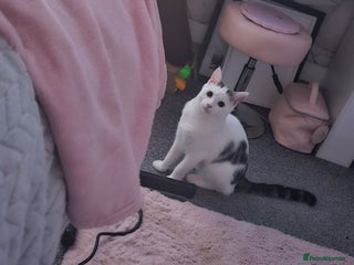 Domestic Shorthair cats - Advert 12