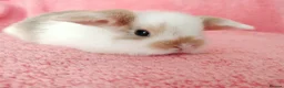 Mini Lop rabbits for sale: Baby mini lops for sale  - Advert 5