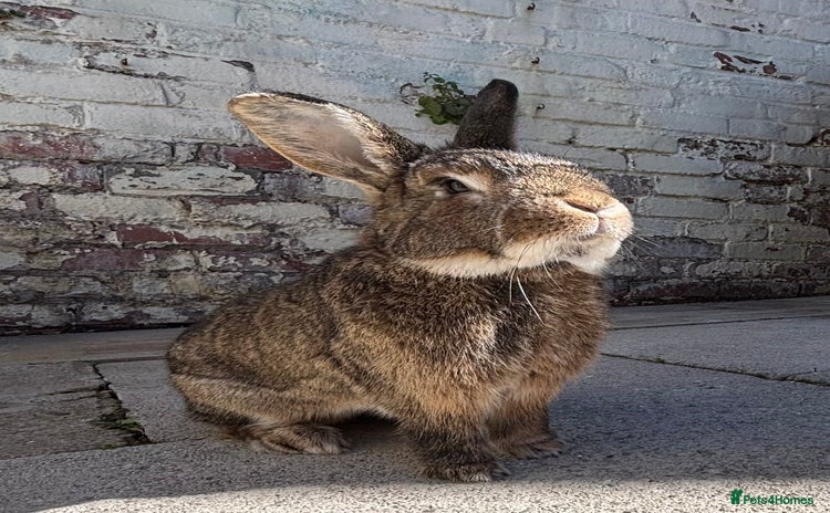 Mixed Breed rabbits - Advert 1