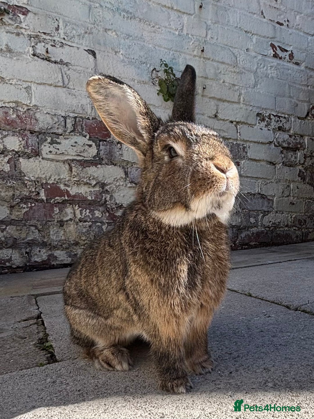 Mixed Breed rabbits for sale: Bean (looking for a bunny wife) - Image 1