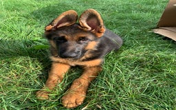 German Shepherd dogs for sale: Top Quality showline German Shepherd Puppies  in Wisbech - Image 1