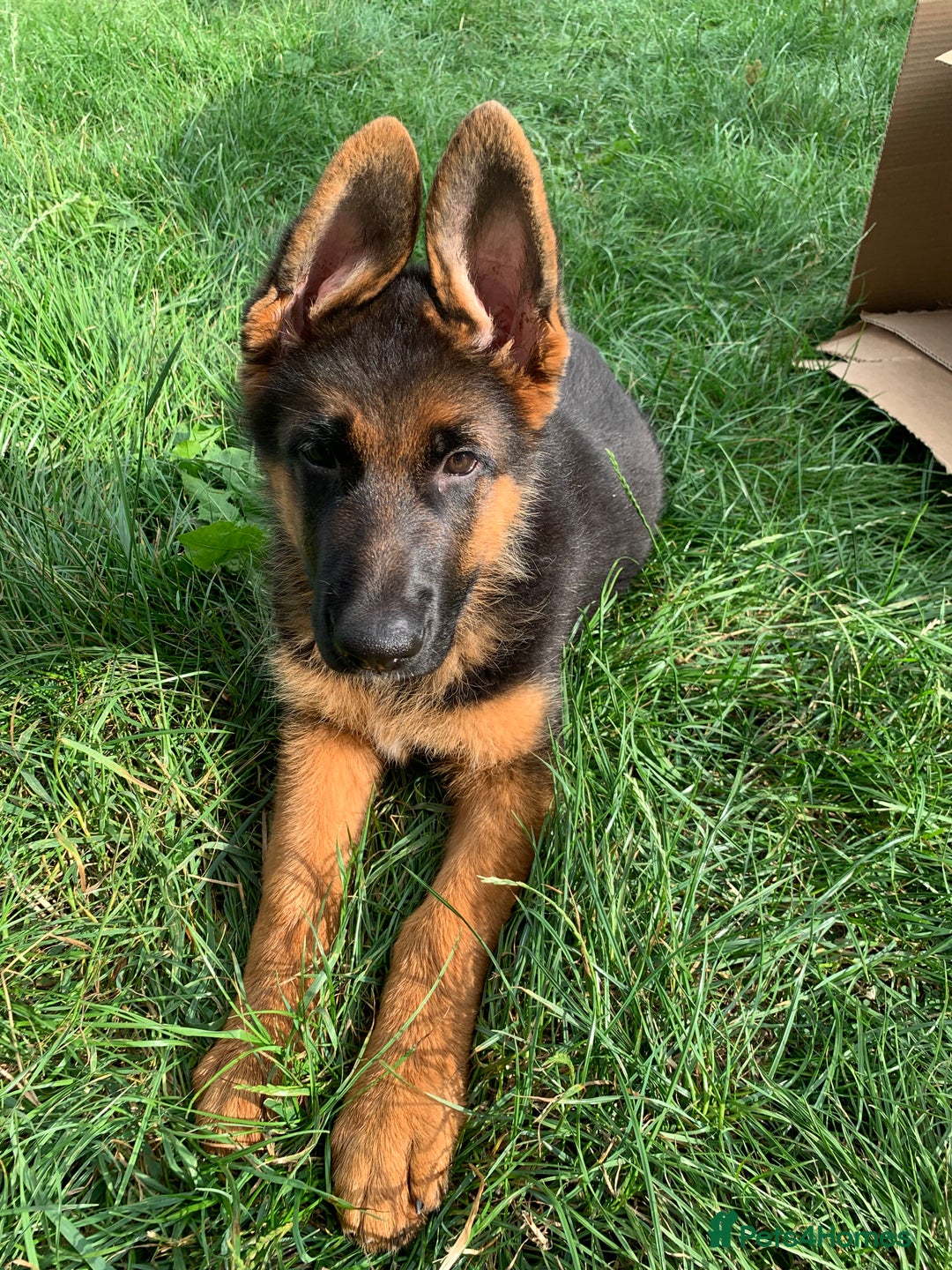 German Shepherd dogs for sale: Top Quality showline German Shepherd Puppies  in Wisbech - Image 1