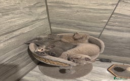 British Shorthair cats for sale: 4 beautiful BSH FEMALE - Image 2