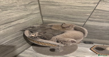 British Shorthair cats - Advert 11