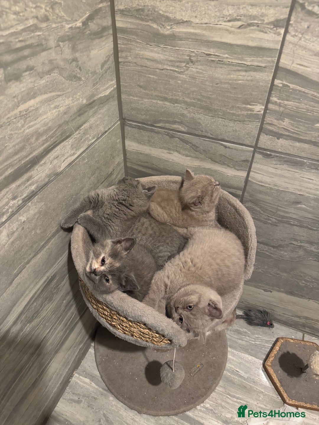 British Shorthair cats for sale: 4 beautiful BSH FEMALE - Image 2