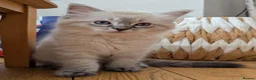 Ragdoll cats for sale: GCCF Full Pedigree Ragdoll Kittens  - Advert 19