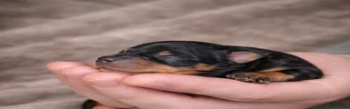 Black & Tan Male DEPOSIT TAKEN