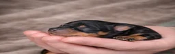 Miniature Pinscher dogs for sale: Miniature Doberman Pinscher Puppies  - Advert 9