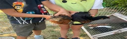 Mixed Breed livestock for sale: Cockerel chicks for sale in Evesham - Advert 2