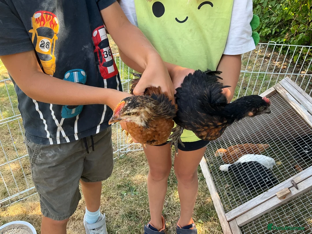 Mixed Breed livestock for sale: Cockerel chicks for sale in Evesham - Advert 2