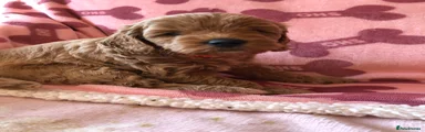 Cavapoo 2 orange
