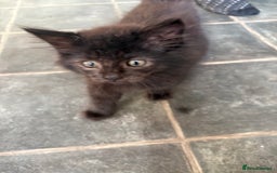 Mixed Breed cats for sale: 3 loveable playful kittens  - Image 4