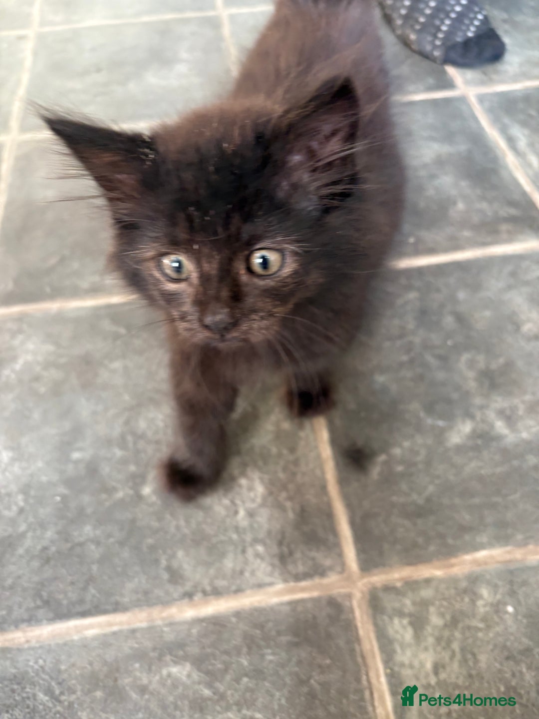 Mixed Breed cats for sale: 3 loveable playful kittens  - Image 4