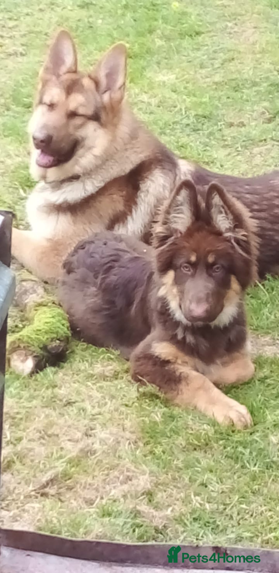 German Shepherd dogs for sale: Rare colours straight backed german shepherds - Advert 23