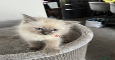 Ragdoll cats - Advert 3