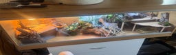 Bearded Dragon reptiles for sale: Orange Hypo Female Bearded dragon & set up - Advert 6