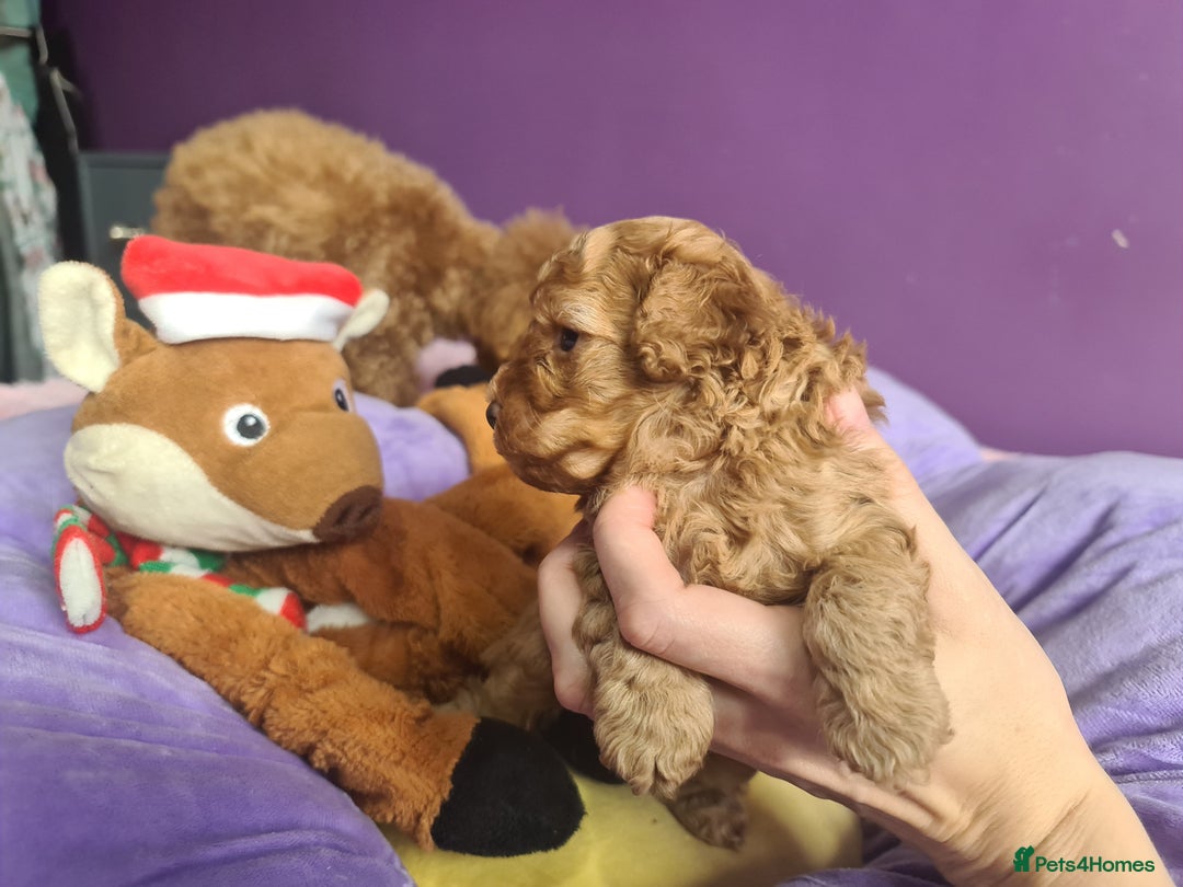 Toy Poodle dogs for sale: Mini TOY POODLES Last one boy available - Advert 9