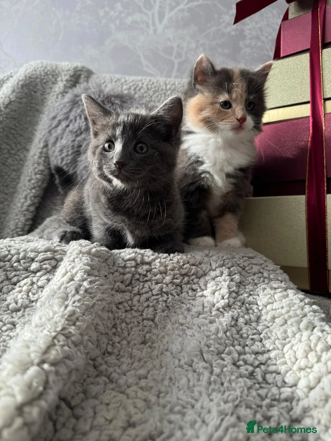 Mixed Breed cats for sale: Long Haired British Blue/Norwegian Forest kittens  - Advert 11